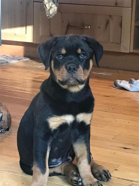 rottweiler breeders in missouri